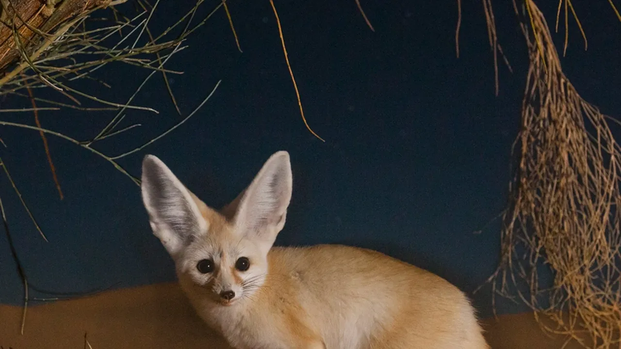 overhead view of corned beef sliced and on a platter with cabbage, potatoes, and carrots