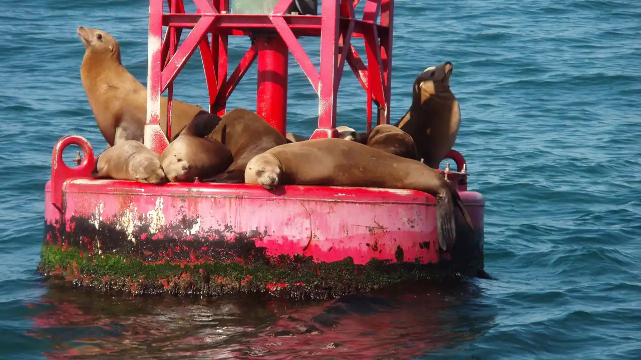 Close up on a plate of mashed potatoes, topped with baked pork chops with cream of mushroom soup, and a side of green beans.
