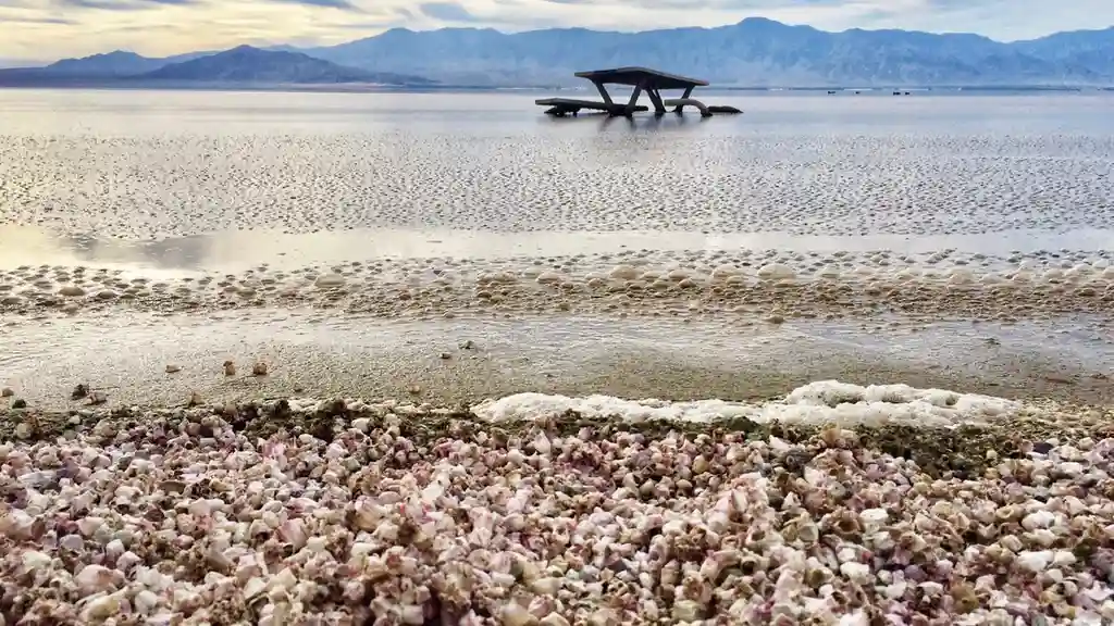 Close up on a plate of mashed potatoes, topped with baked pork chops with cream of mushroom soup, and a side of green beans.