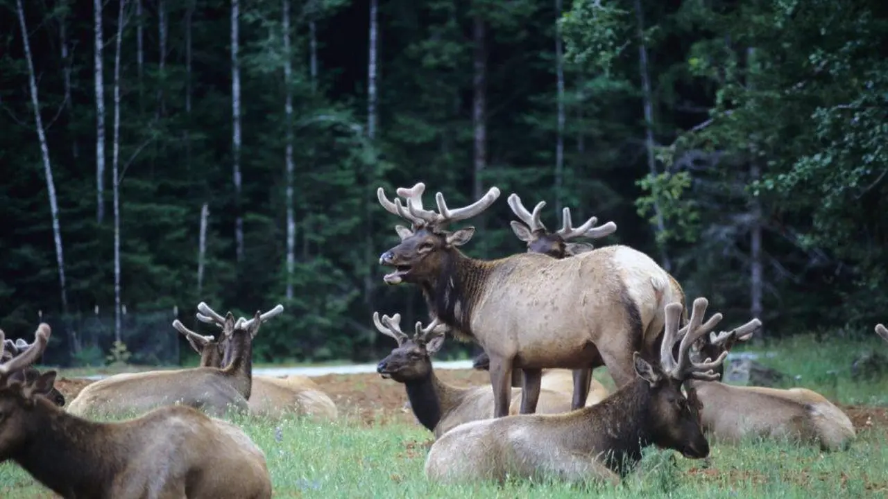 Close up on a plate of mashed potatoes, topped with baked pork chops with cream of mushroom soup, and a side of green beans.