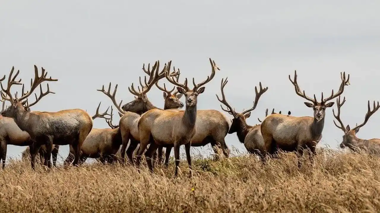 Close up on a plate of mashed potatoes, topped with baked pork chops with cream of mushroom soup, and a side of green beans.